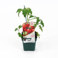 Grafted Veg Tomato 'Supersweet' 10cm