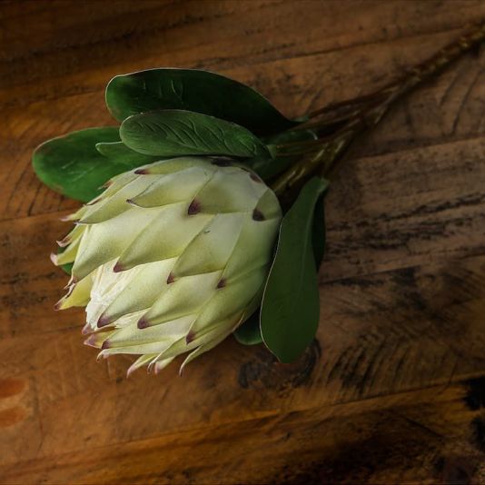 Protea Stem - White